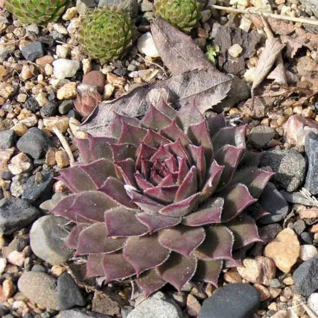 Молодило виды и сорта. Молодило sempervivum silberkarneol. молодило julia.