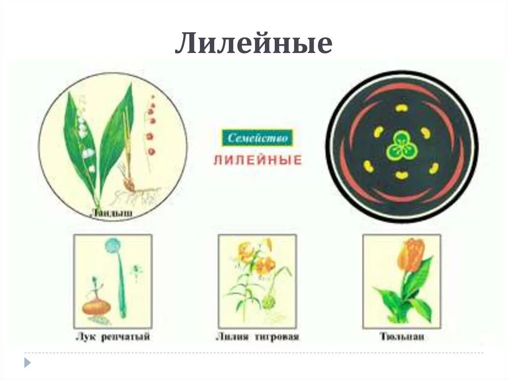 Какую формулу цветка имеют злаки. Однодольные семейство Лилейные. Семейства покрытосеменных растений Однодольные. Диаграмма цветка однодольных семейства Лилейные. Диаграмма цветка лилейных и злаковых.