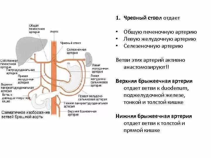 Брюшная аорта кровоснабжает. Нижняя брыжеечная Вена анастомозы. Чревный ствол и его ветви, вид спереди. Ветви чревного ствола схема.