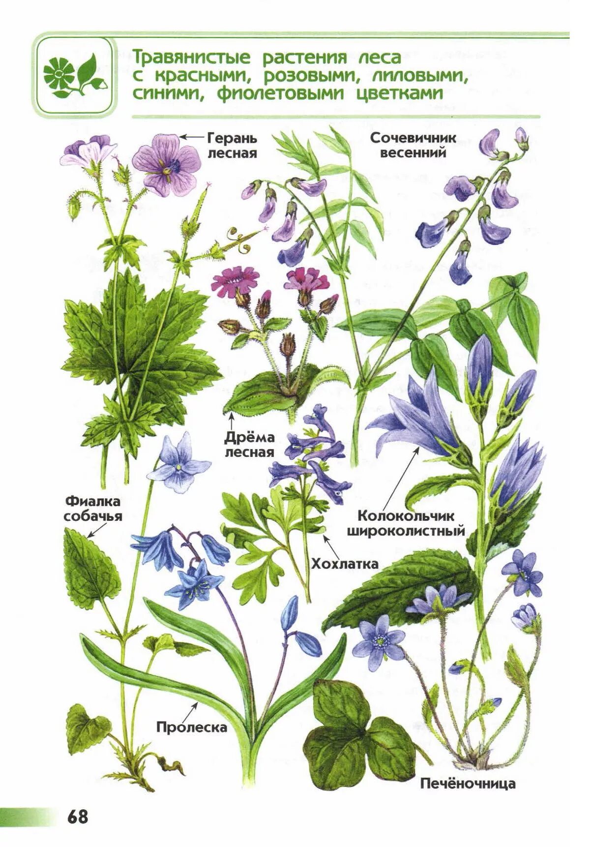 Травянистое растение окружающий мир. Атлас определитель травянистые растения леса. Атлас определитель от земли до неба растения леса. Атлас определитель травянистых растений 2 класс окружающий мир. Атлас определитель растения Луга.