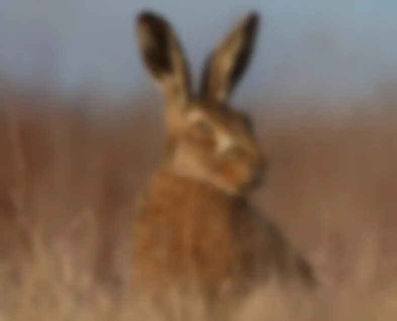 Как выглядят зайцы в реальной жизни Mammal Wallpaper Mammals, Animals, Jack rabbit
