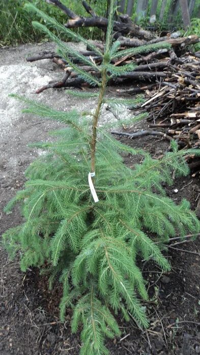 Ель сербская медуза. Ель мэджик блю. Picea omorika marosz. Ель сербская медуза. Tremonia.