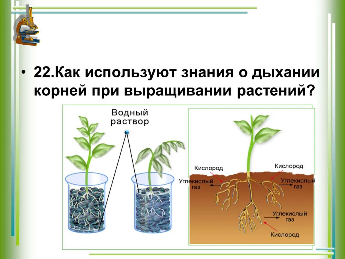 Как доказать что корни дышат кратко. Знание о дыхании растений о деятельности человека. Дыхание растений. Как человек использует знания о дыхании растений.