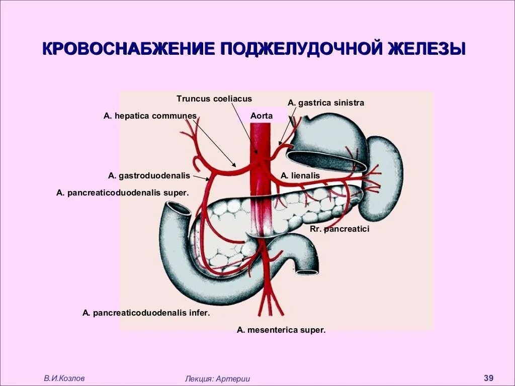 Вены поджелудочной железы анатомия. Кровоток поджелудочной железы. Артерии кровоснабжающие поджелудочную железу. Кровоснабжение иннервация поджелудочной железы схема. Кровоснабжение поджелудочной железы кратко.