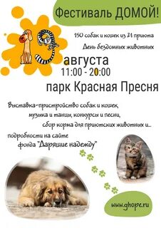 Фестиваль бездомных животных