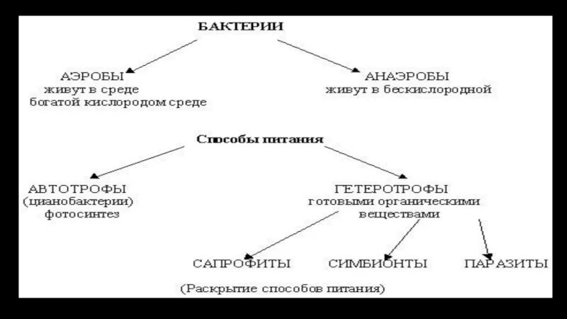 Презентация бактерии 7 класс пасечник. Кластер по теме бактерии. Бактерии 7 класс биология таблица. Кластер по теме бактерии в 5 классе.