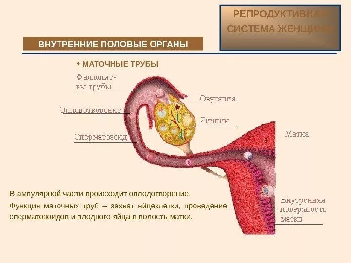 Репродуктивная система женщины внутренние половые органы. Оплодотворение происходит в ампулярной части маточной трубы. Маточная труба функция органа. Функции маточных труб. Женские органы оплодотворение
