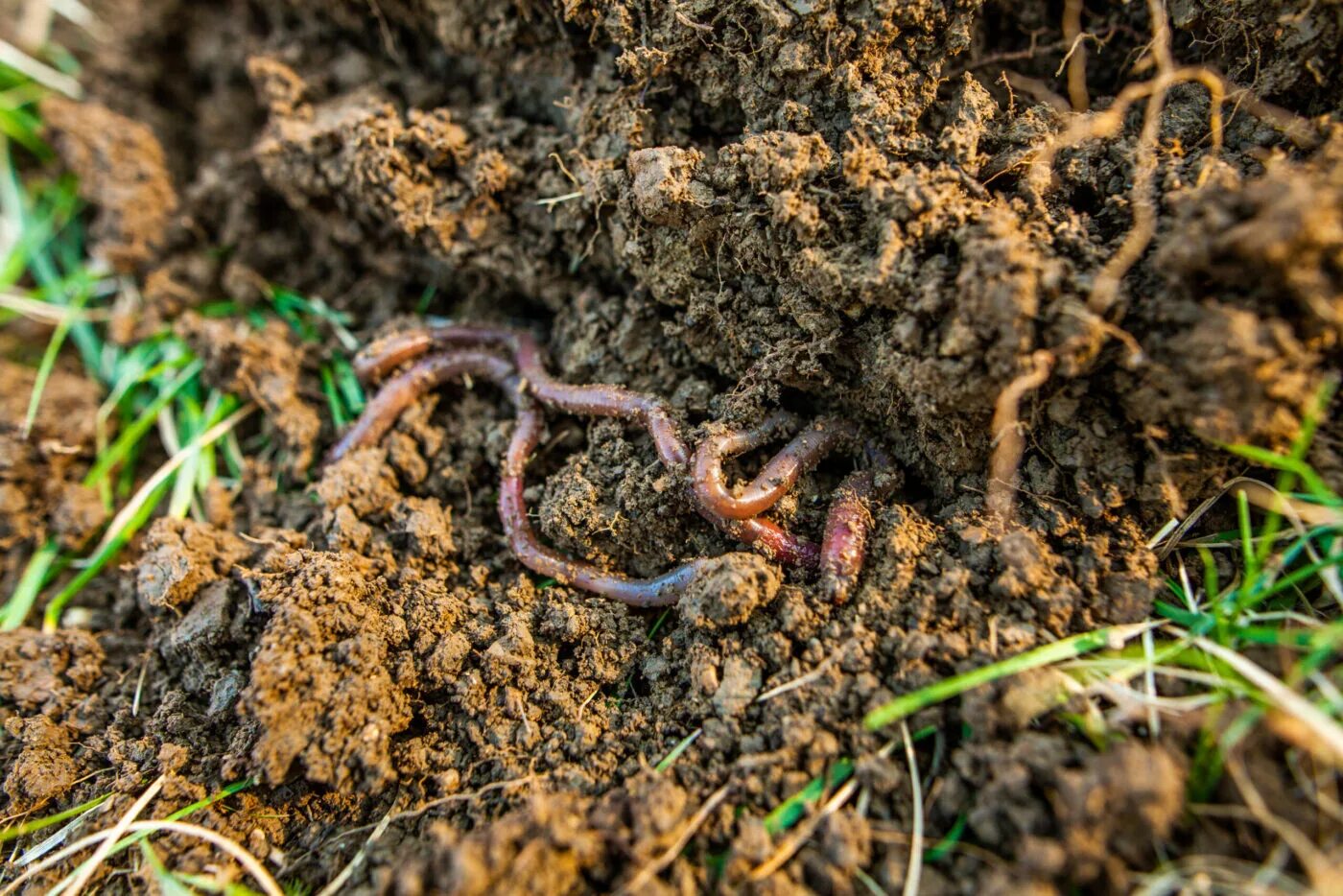 Червь трава. Дождевые черви рыхлят землю. Дождевые черви рыхлят. Дождевой червь рыхлит почву.