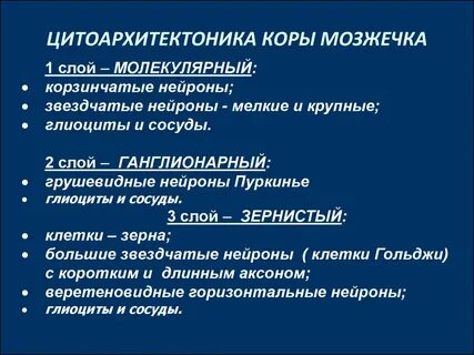 Молекулярный слой