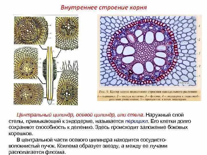 Центральный цилиндр корня. Первичное строение корня двудольного растения. Первичное строение корня двудольного. Анатомия корня однодольных растений. Строение стебля однодольного растения.