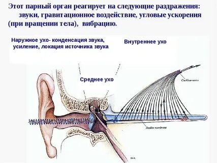 Парным органом