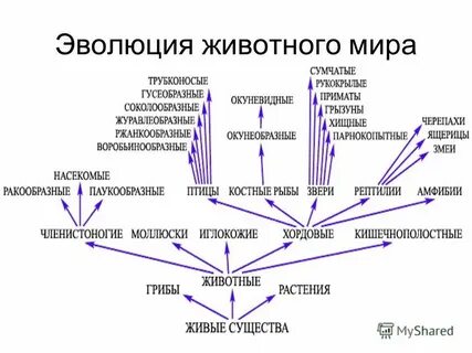 Усложнение биологических систем
