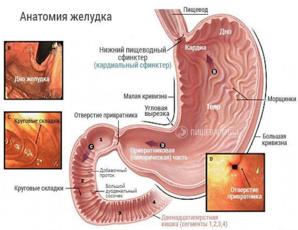 Клапан 12 перстной кишки и желудка. Кардиальный клапан желудка. Кардиальный сфинктер желудка. Привратник желудка анатомия.