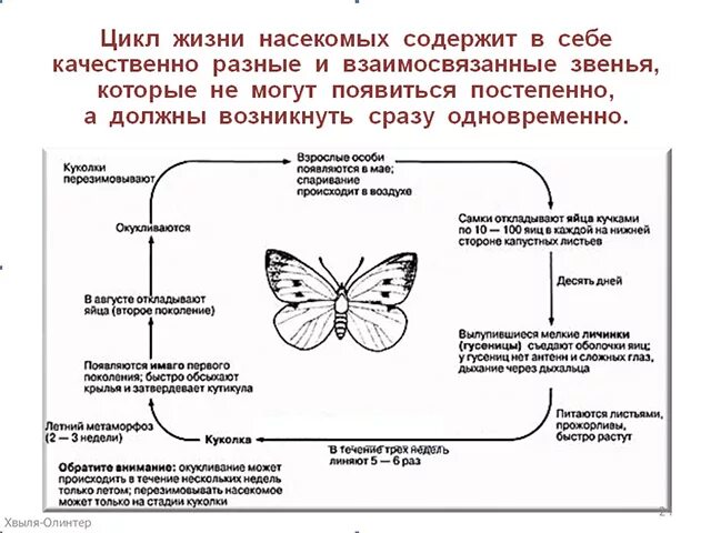 Жизненный цикл профессии. Жизненный цикл насекомых. Жизненный цикл насекомых схема. Жизненный цикл насекомообразных. Стадии жизненного цикла насекомых.