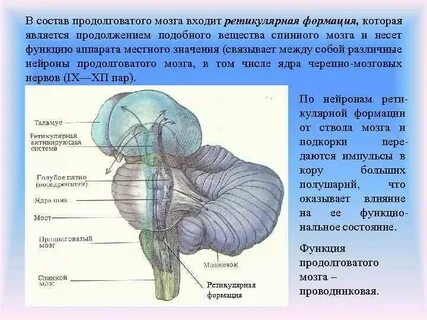 Нейроны продолговатого мозга