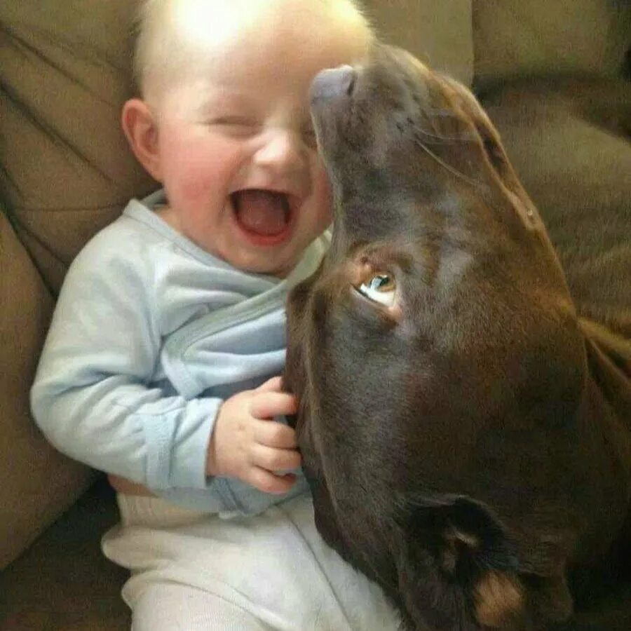 Собаки видео смешные для детей. Смешные дети и животные. Смешные дети с животными. Дети и собаки смешное. Самые добрые собаки для детей.