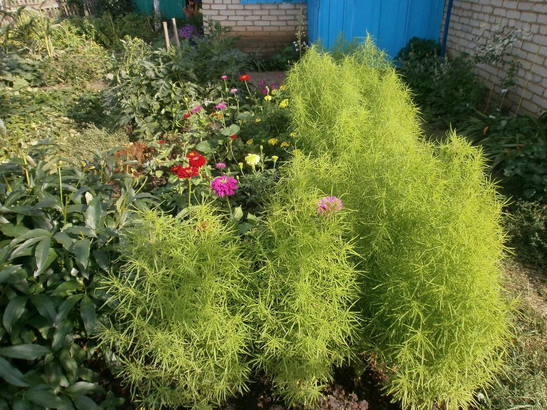 Как вырастить кохию. Кохия летний кипарис. Кохия султан. Кохия султан. Молочай кипарисовый кохия.