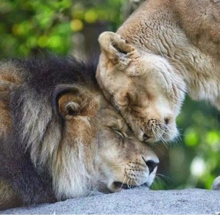 Pin de Linda Gaddy em Animals Leões apaixonados, Gatos selvagens, Grandes felino