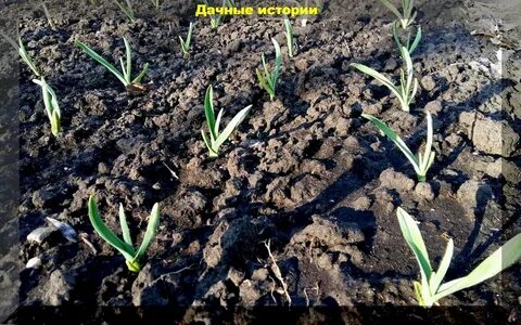 Агротехника чеснока озимого