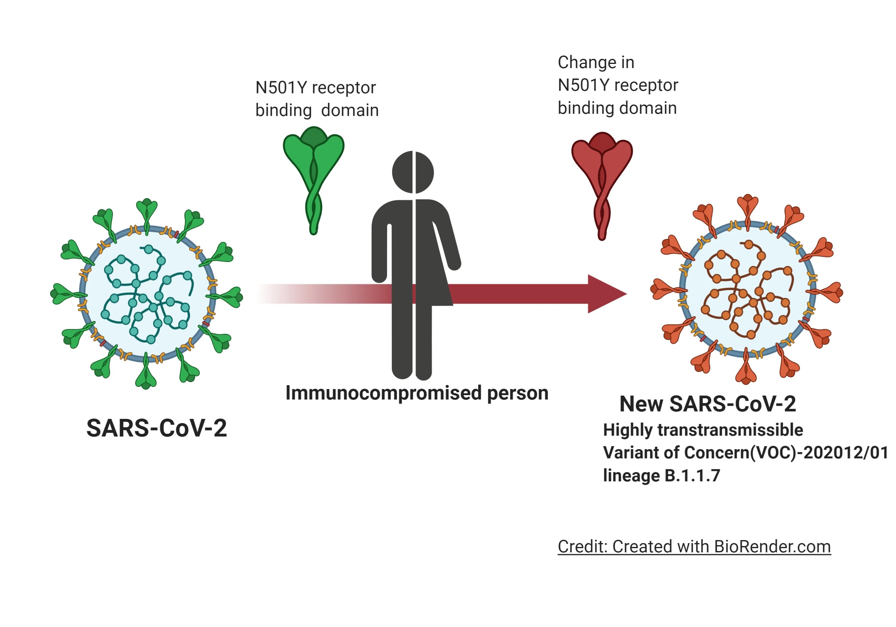 Антиген коронавирус sars cov 2. Штаммы SARS-cov-2. Коронавирус SARS-cov-2. SARS cov штаммы. Альфа-штамм SARS-cov-2.