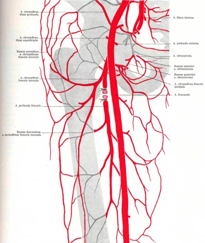 Поверхностная бедренная артерия анатомия схема. Коллатеральное кровообращение нижней конечности схема. Кровоснабжение бедра схема. Ветви бедренной артерии анатомия. Статья артерия жизни по дну чего