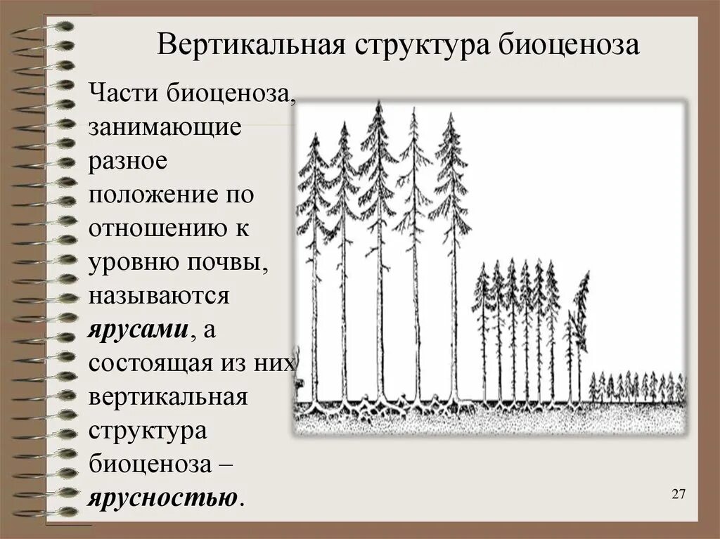 Каком природном сообществе наибольшее число надземных ярусов. Пространственная структура биоценоза ярусность. Горизонтальная структура биоценоза ярусность. Ярусность фитоценоза. Горизонтальная структура биоценоза мозаичность.