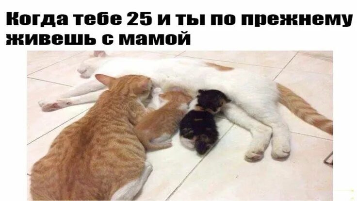 15 смешных картинок, которые гарантированно поднимут ваше настроение и заставят 