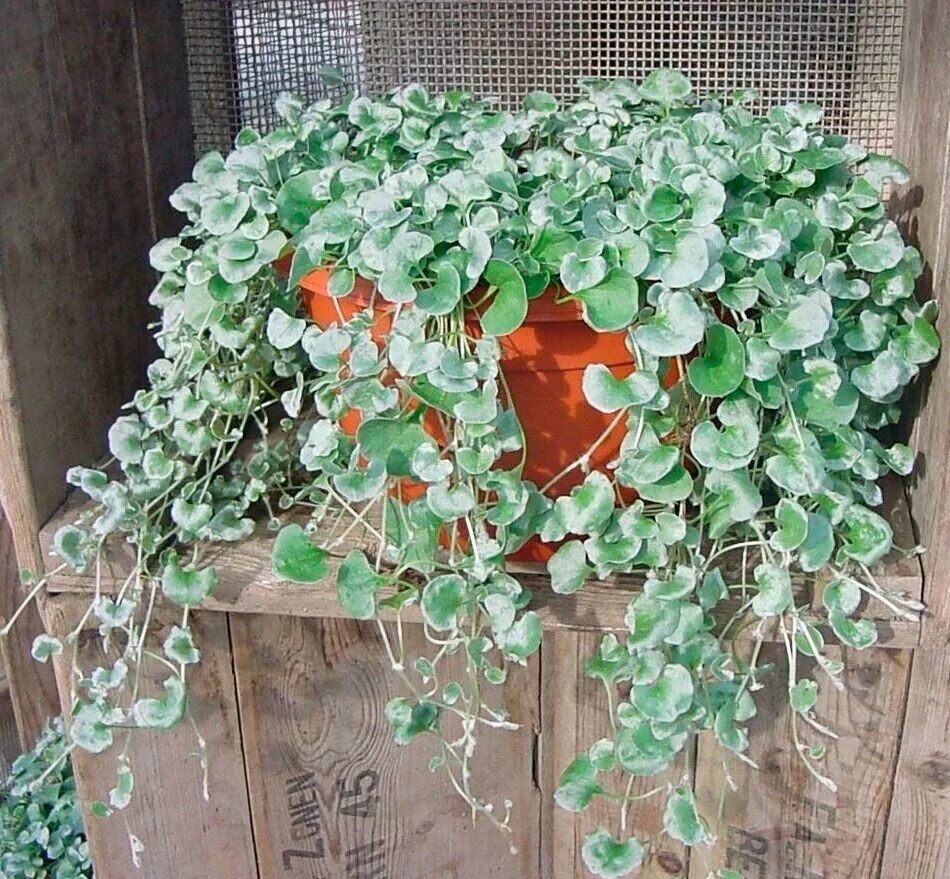 The planter at the entrance to the Nittany Lion Inn is overflowing with Dichondr