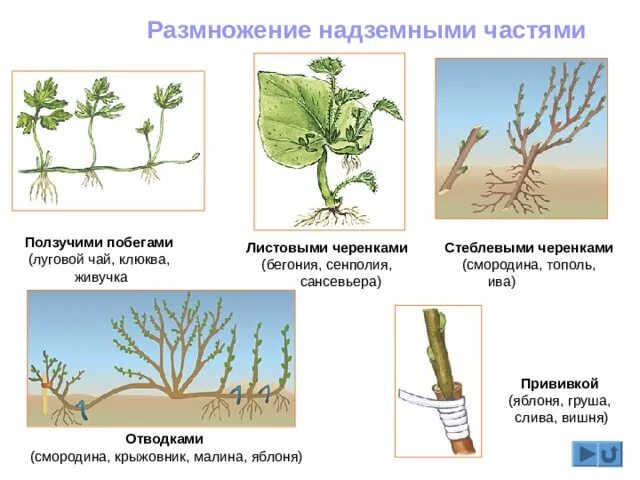 Какие способы размножения надземными побегами вы знаете. Размножение надземный побег черенками. Вегетативное размножение стеблевыми черенками. Размножение надземными побегами. Вегетативное размножение листовыми черенками.