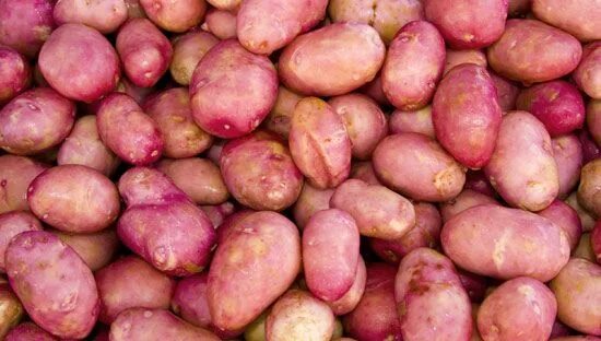 Картофель Ред Скарлетт: характеристики и описание сорта, вкусовые качества. Сорт