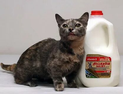 Самая маленькая кошка в мире