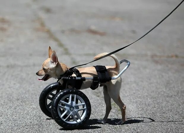 Коляска для собак инвалидов. Собака на колесиках. Инвалидная коляска для собак на передние лапы. Инвалидные коляски для собак для задних конечностей.