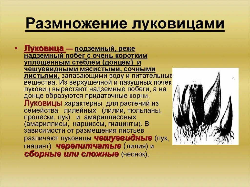 Вегетативное размножение с помощью луковиц. Вегетативное размножение растений клубнелуковицами. Размножение луковицами. Вегетативное размножение луковицами. Размножение луковицами описание.