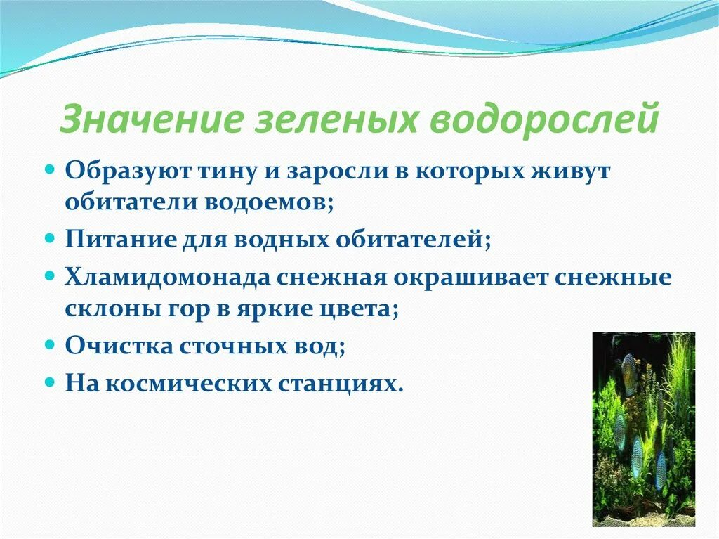 Жизнь водорослей. Значение зеленых водорослей 6 класс биология. значение зеленых водорослей в природе. значение зеленых водорослей в природе и жизни человека. экологическая роль водорослей.