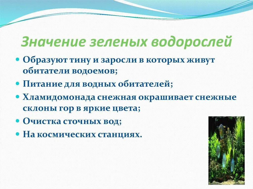 Какого значение водорослей. Значение зеленых водорослей 6 класс биология. Значение зеленых водорослей в природе и жизни человека. Значение зеленых водорослей в природе. Экологическая роль водорослей.