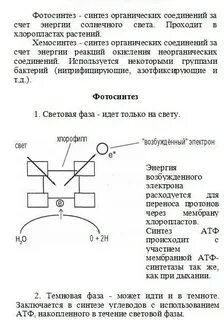 Тест по теме фотосинтез вариант 2