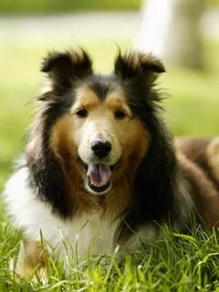 Des chiens