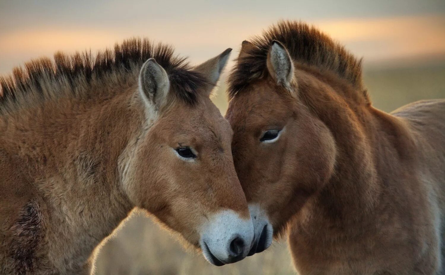 Лошадь Пржевальского. Лошадь Пржевальского Equus przewalskii. Лошадь Пржевальского ареал. Дикая лошадь Пржевальского. Почему лошадь пржевальского