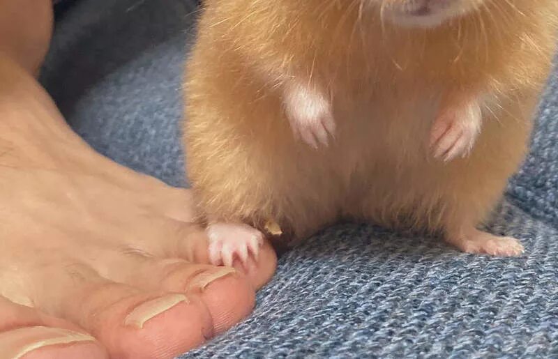 Почему в hamster не добавляются друзья