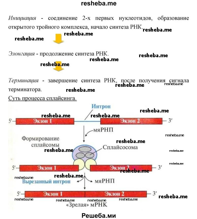 Используя ключевые слова параграфа. Схема транскрипции и сплайсинга. Ментальная карта отражающая суть процесса регуляции транскрипции. Биосинтез белка сплайсинг. Этапы биосинтеза белка сплайсинг.