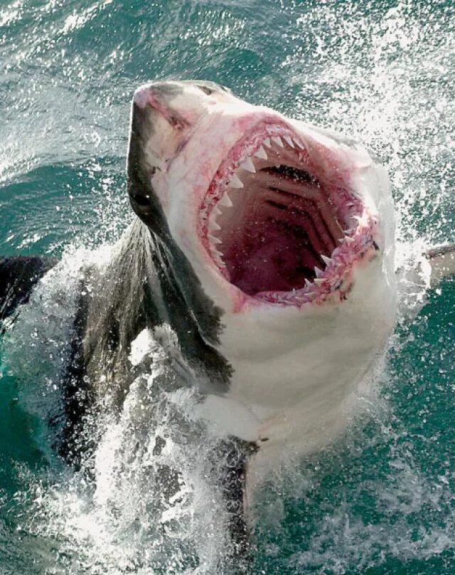Самая большая пасть. Большая белая акула кархародон. Белая акула людоед кархародон. Акула белая, акула-людоед, кархародон. Большая белая акула людоед.