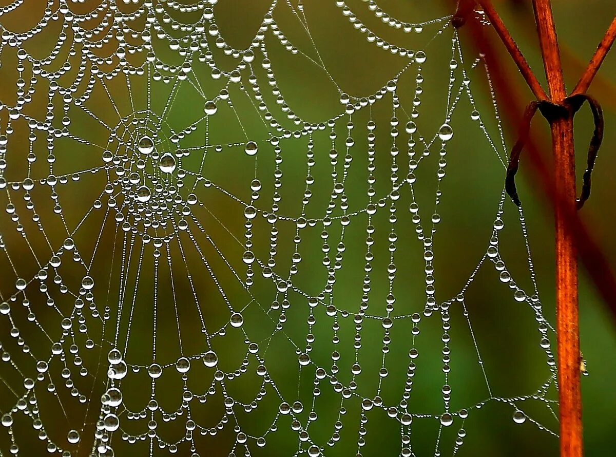 Невидимая паутина. Паутина. Красивая паутина. Ловчая сеть паука. Веб паутина.