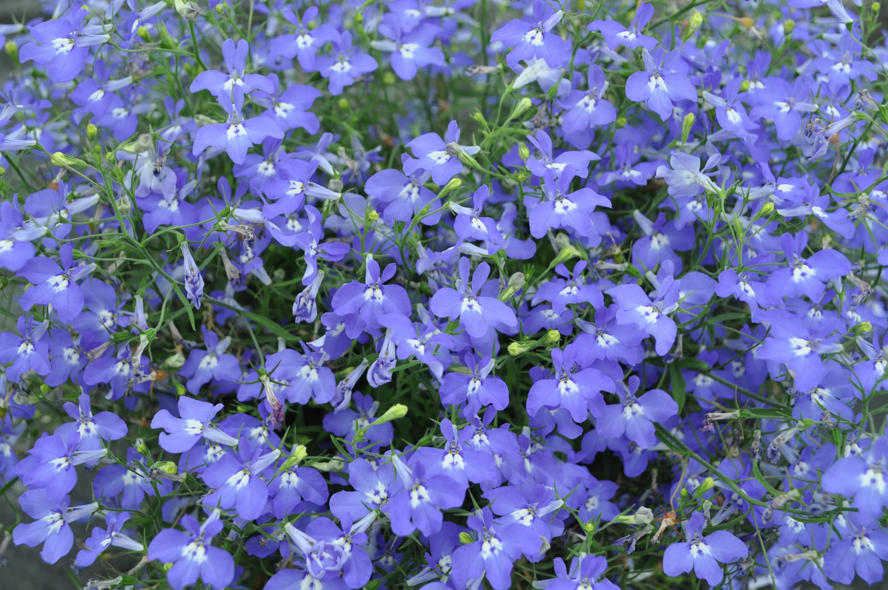 лобелия император вилли. лобелии однолетние или многолетние. лобелия сидячецветковый. лобелия многолетний или однолетний цветок. лобелия кембридж голубая.