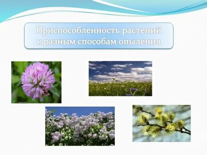 Приспособленность растений к опылению