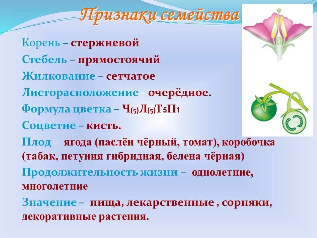 Ч5л5т п какой цветок. Представители семейства Пасленовые 6 класс. Биология 6 класс описание семейство пасленовых. Двудольные растения семейство Пасленовые. Описание семейства Пасленовые.