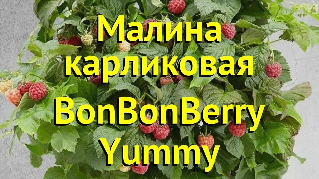 Малина ремонтантная бонбонберри Ямми. Малина- bon bon Berry. Малина карликовая бонбонберри Ямми. Малина Бон Бон Берри Ямми. Bon bon berry