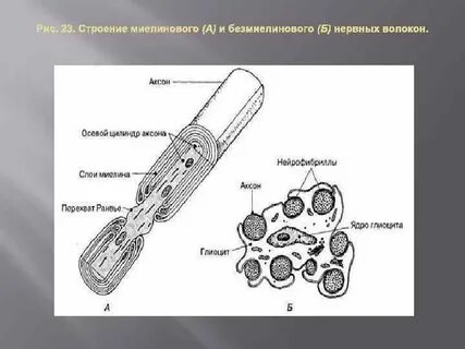 Узел нервного волокна