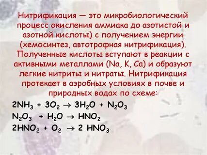 Нитрификация