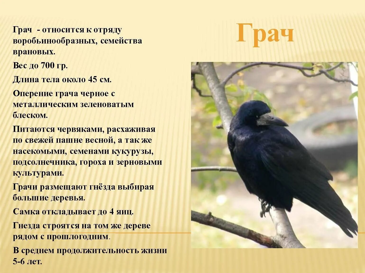 Составить 3 предложения о грачах. Грач описание. предложения о грачах. грач краткое описание. грач птица описание.