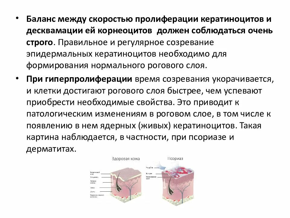 Пролиферация это простыми словами. Пролиферация кератиноцитов. Пролиферация клеток. Пролиферация это гистология. Пролиферация эпидермальных клеток.